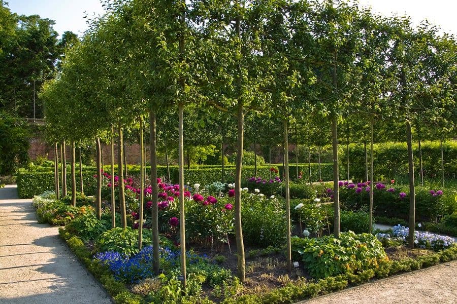 Alnwick Garden cherry orchard