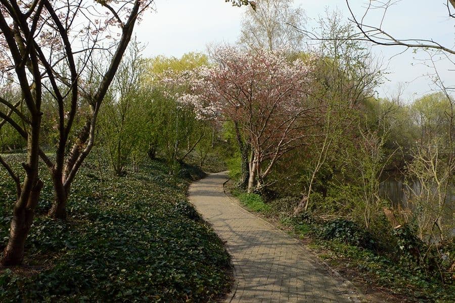 UA Wilrijk Campus tree-lined path