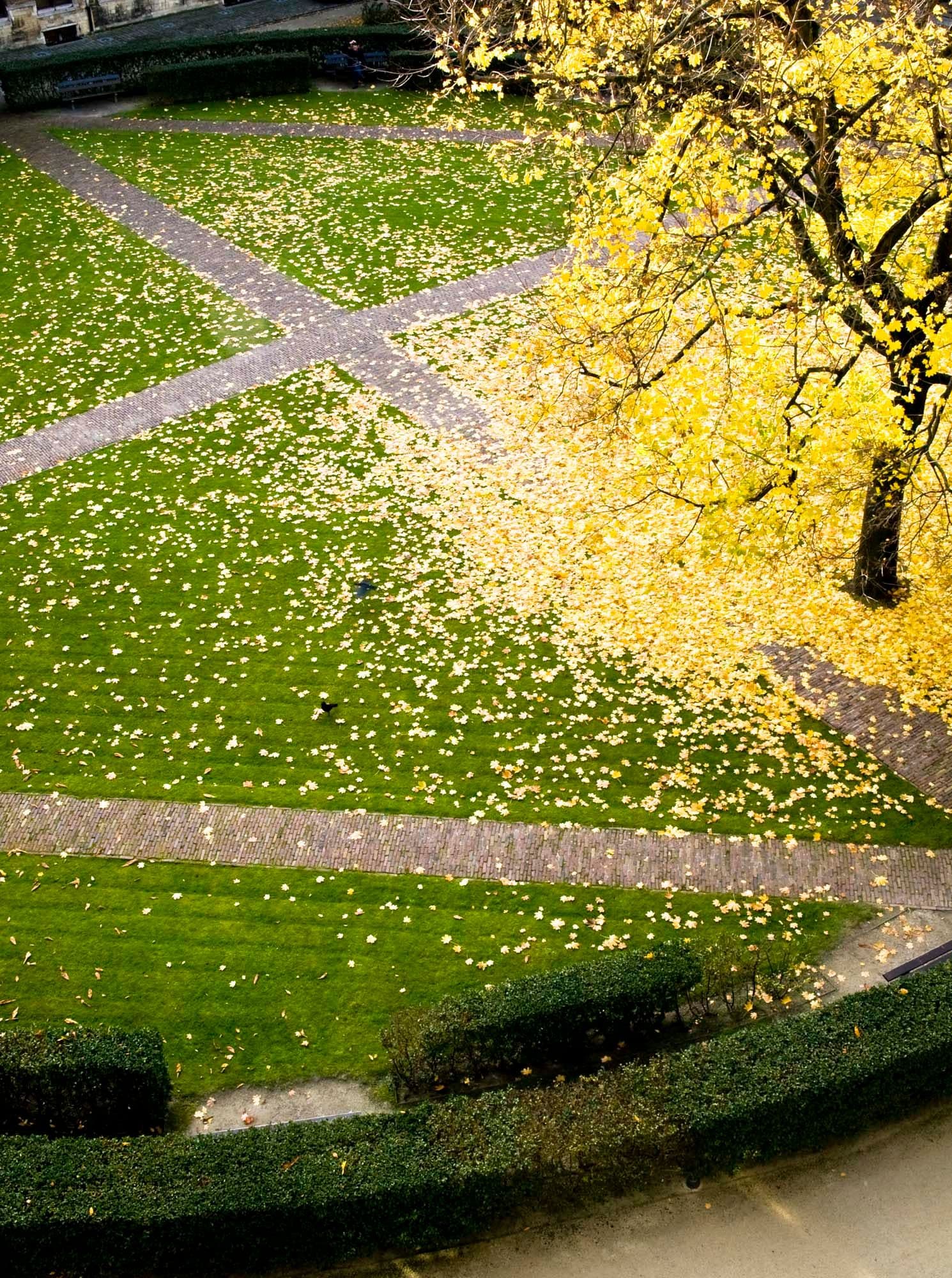 University of Antwerp City Campus garden