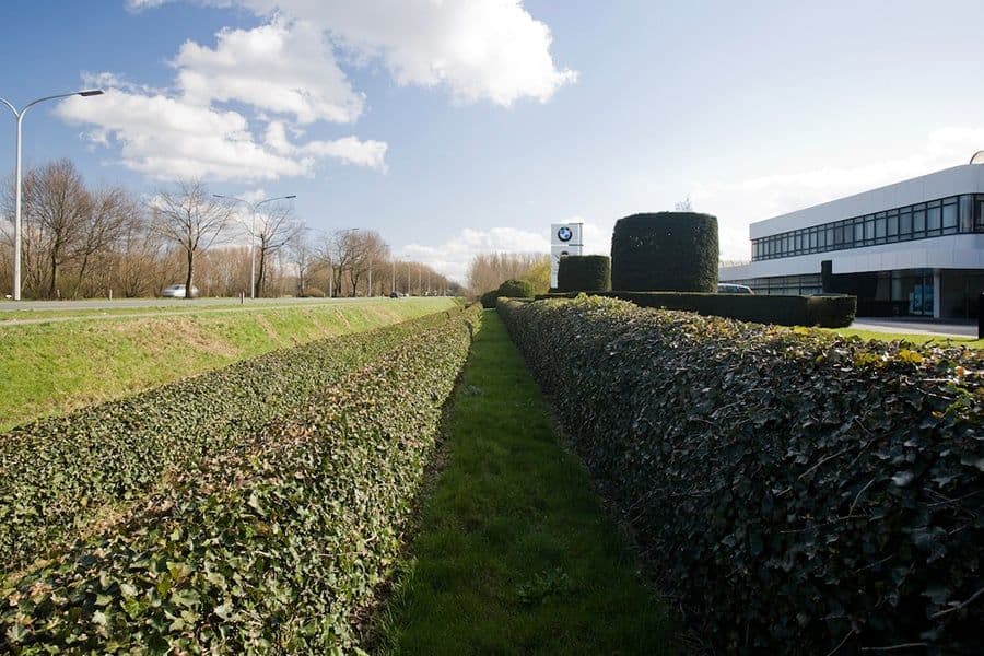 BMW Belux garden formal hedges