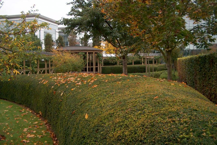 BGL BNP Paribas garden hedges and building facade
