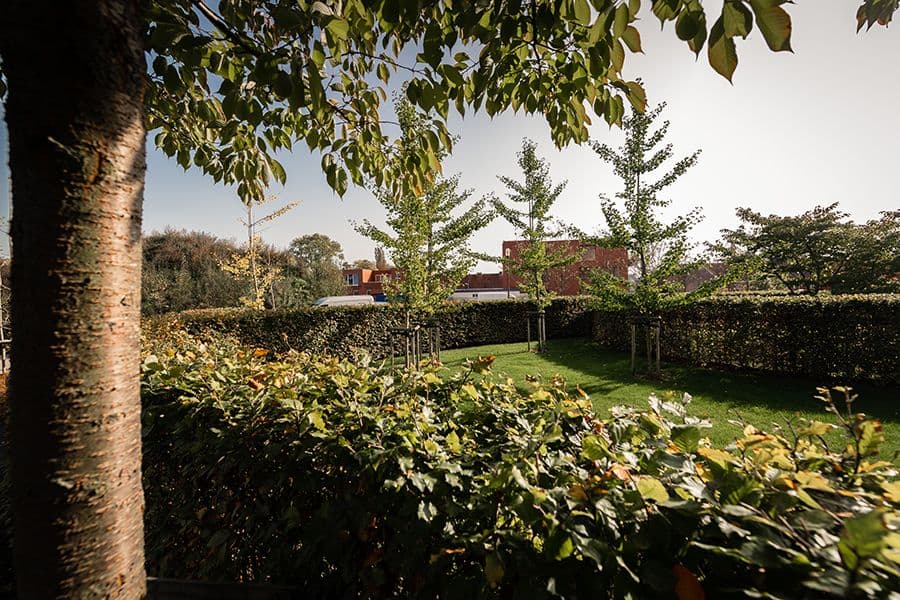 Anco garden hedges and pathways