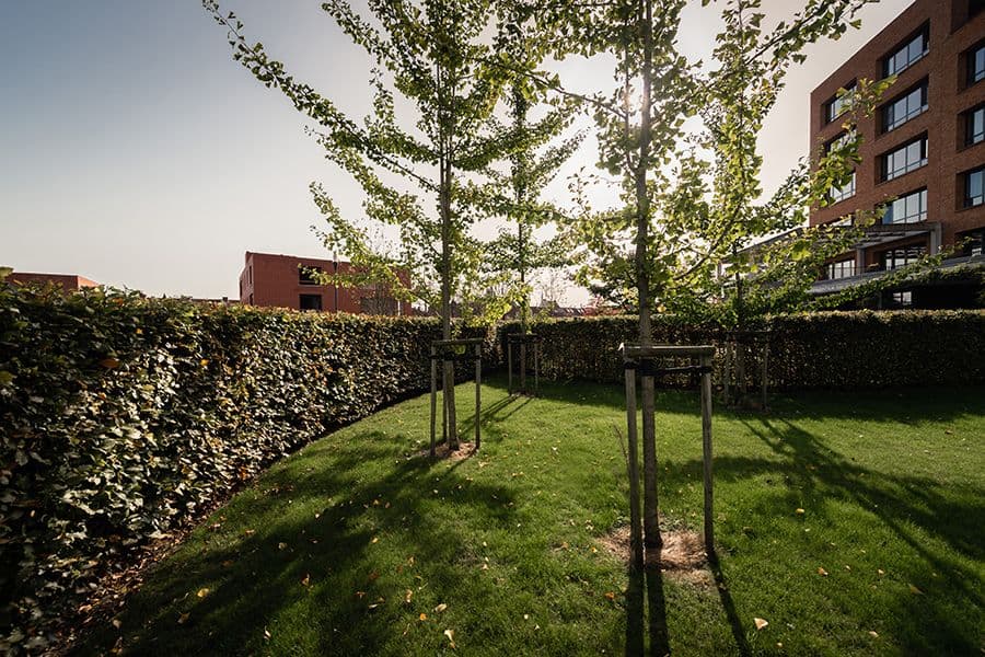 Anco garden green courtyard