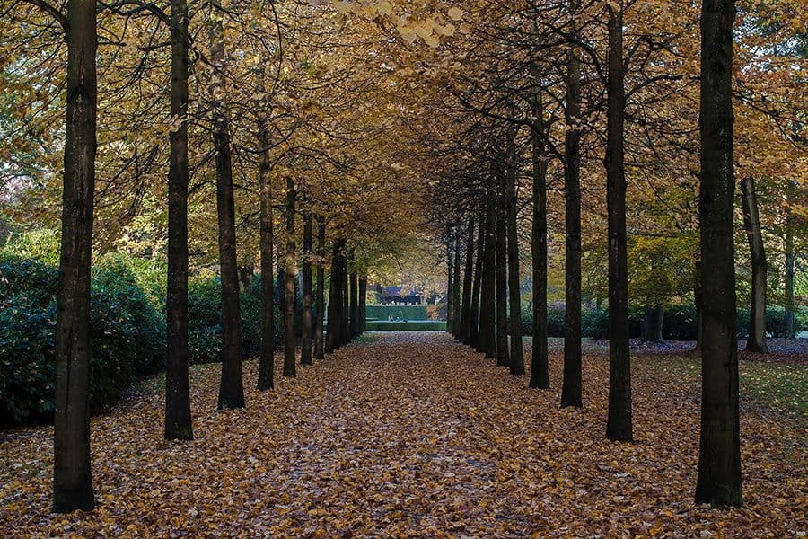 Van den Bergh garden formal hedges