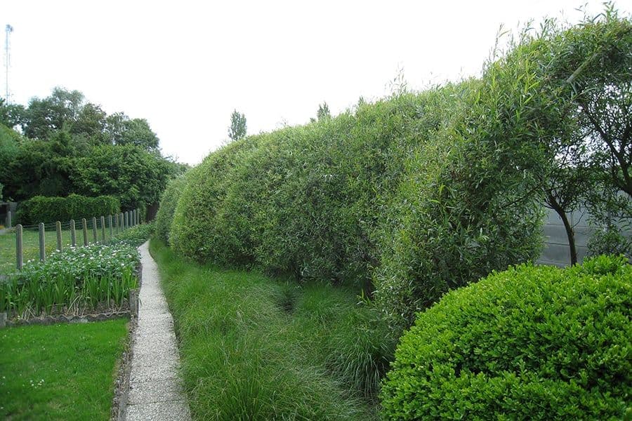 De Ziener garden green parterre