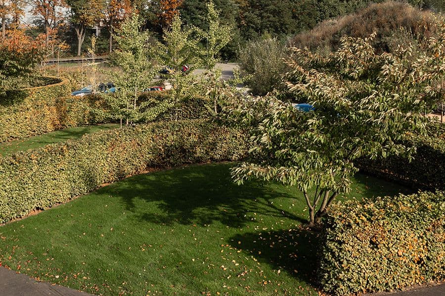 Anco garden detail of clipped hedges